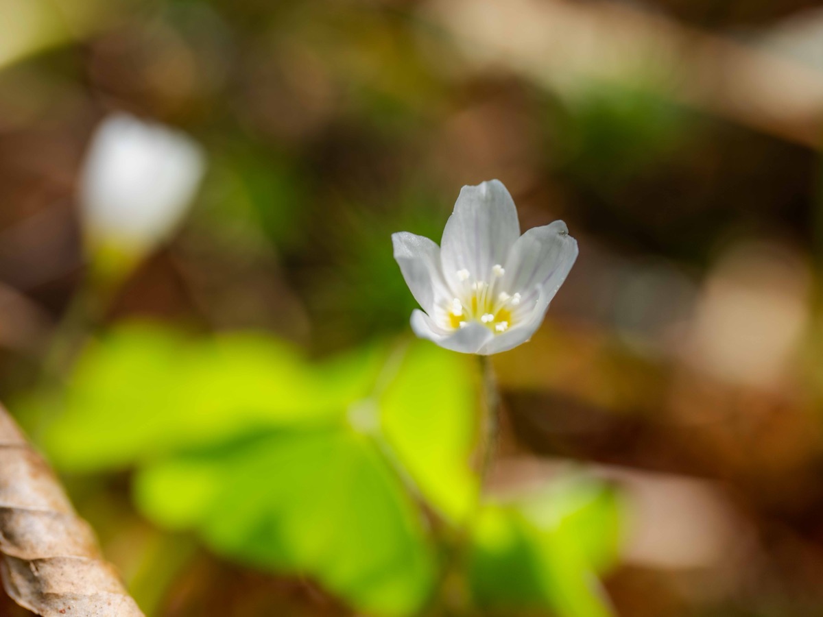 森に咲く白い小花