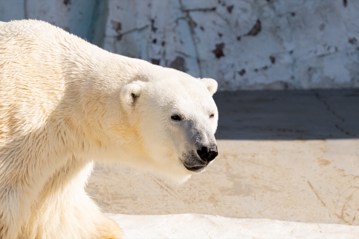 ホッキョクグマの横顔