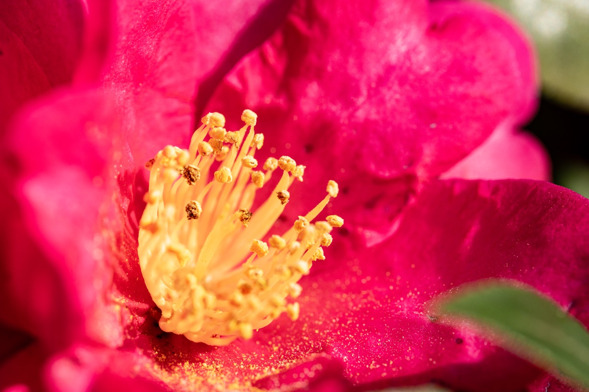 深紅のサザンカの花芯